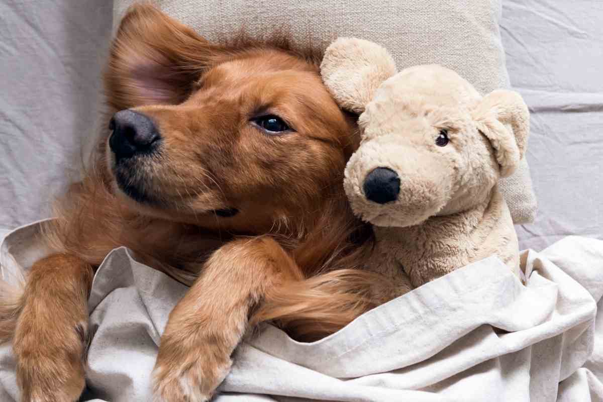 Cosa fa il cane col suo pupazzo