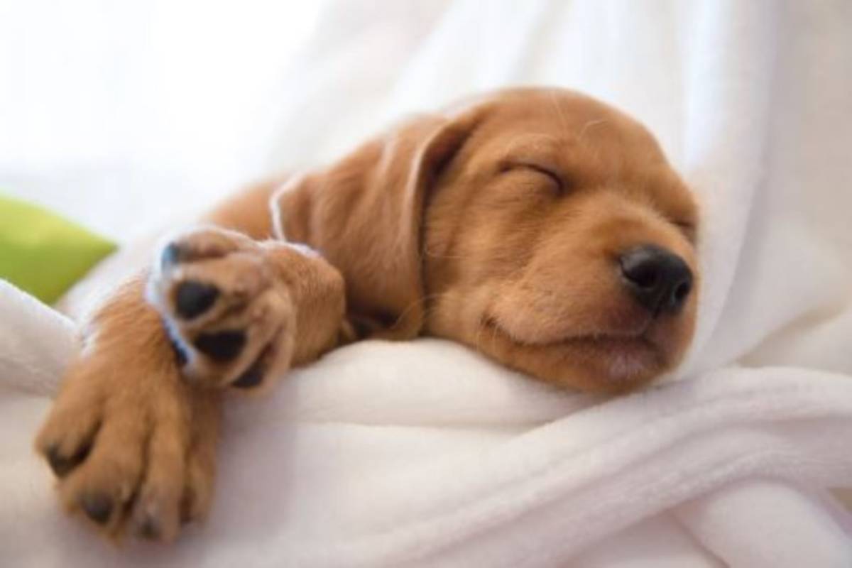 Cosa sognano i cani?