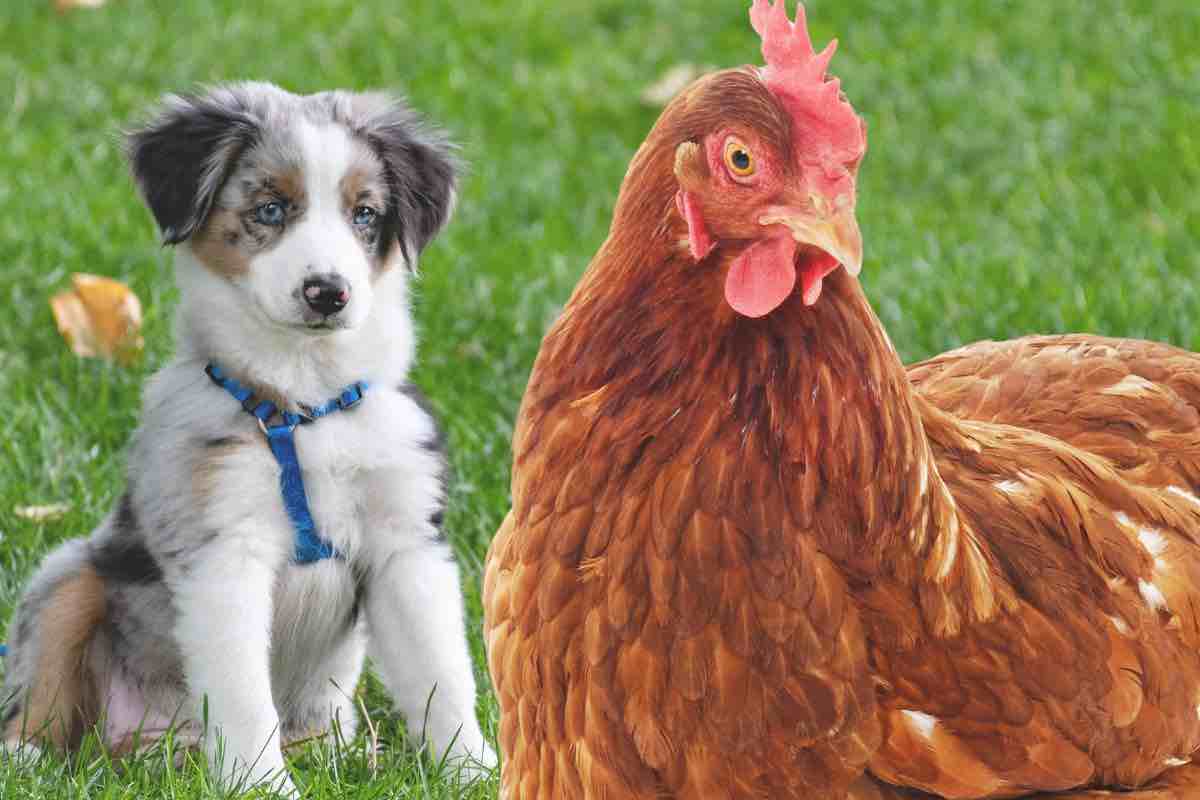 video del cane e della gallina