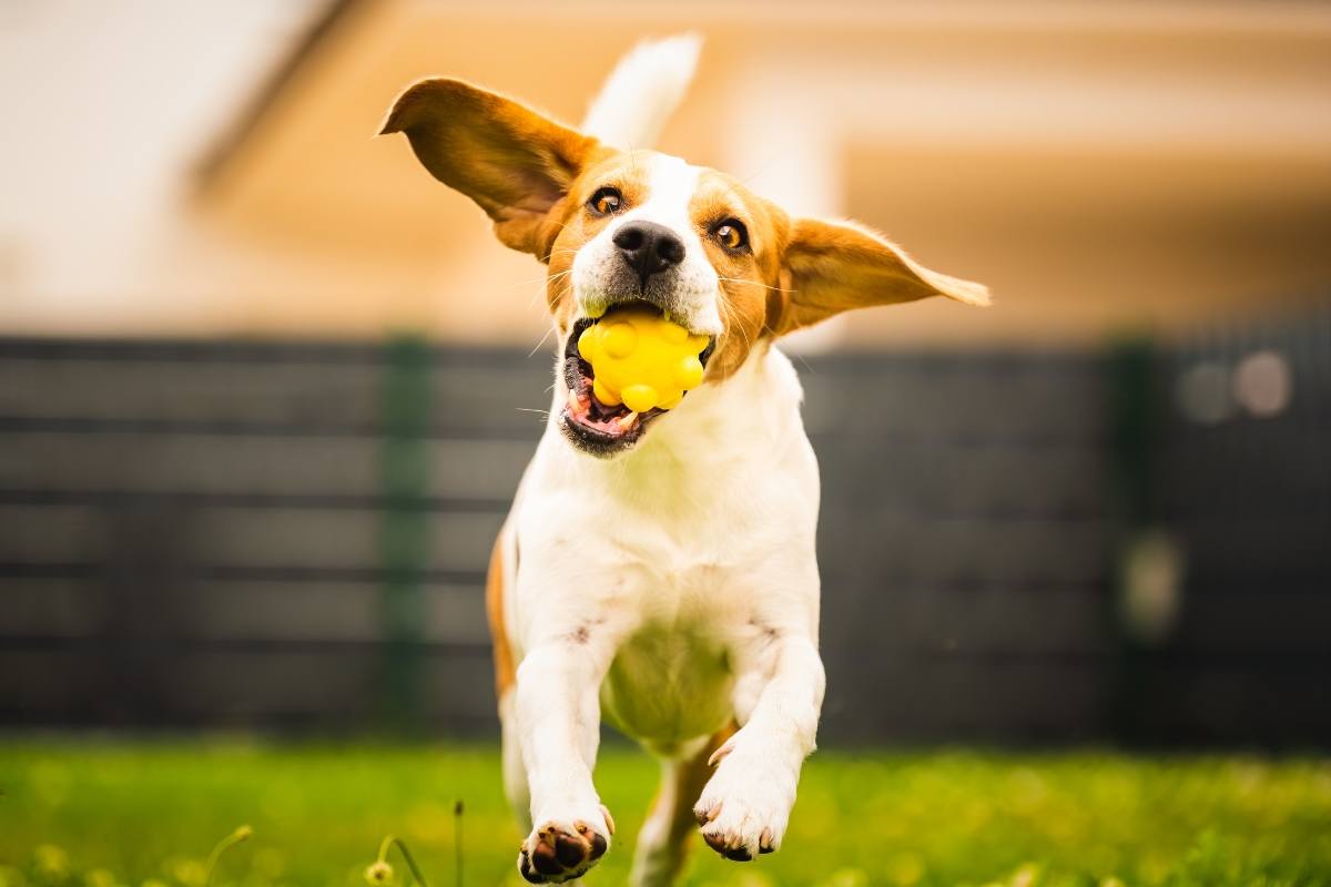 Cosa significa quando i cani scodinzolano
