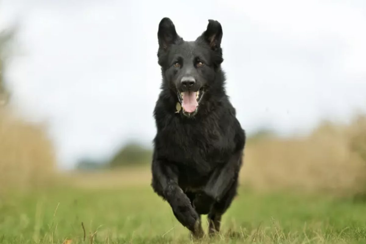 Gli asili per cani sono convenzionati?