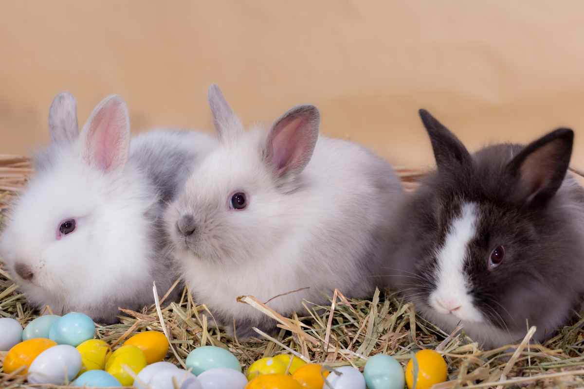 coniglio nano cosa sapere prima di prenderli