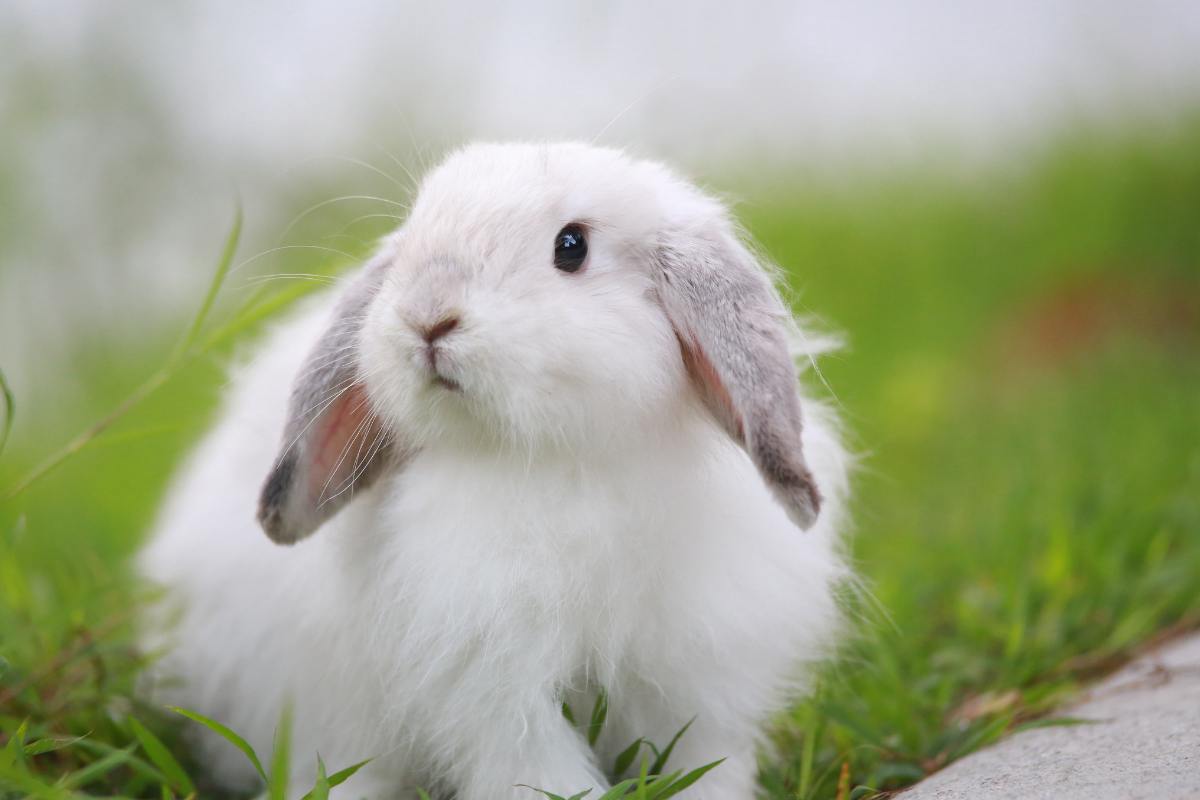 perché conigli muovono il naso