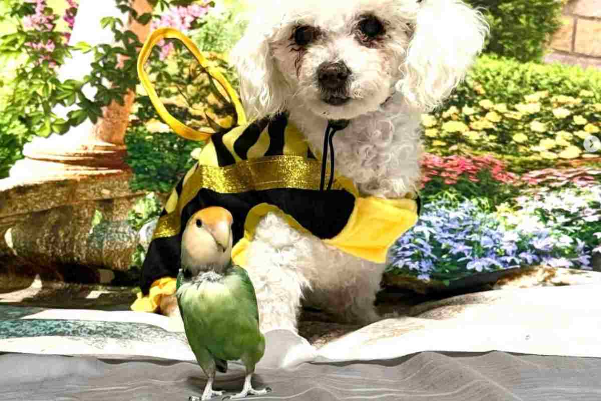 Coppia inseparabile di animali carini