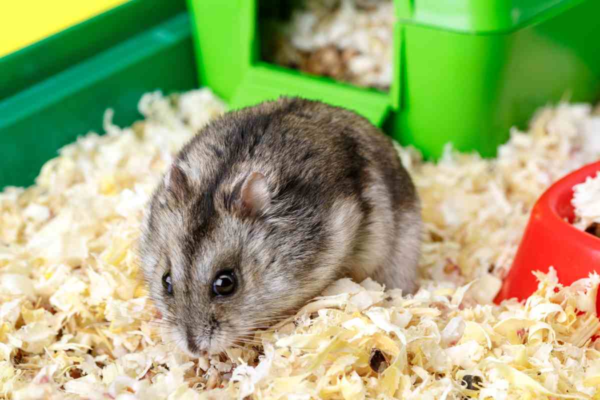 quanto costa mantenere un criceto e comprarlo