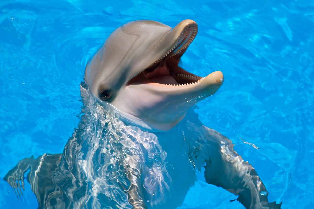 Curiosità sui delfini