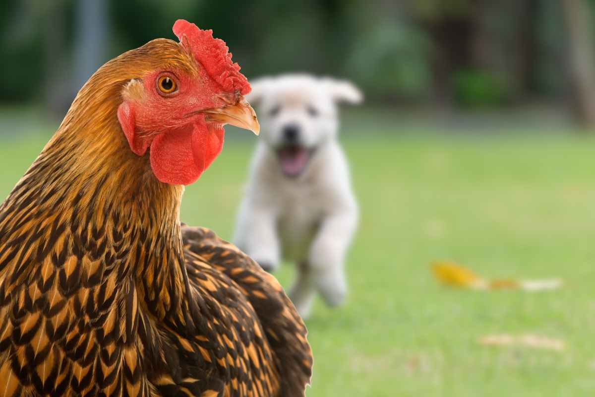 Gallina e cucciolo di cane