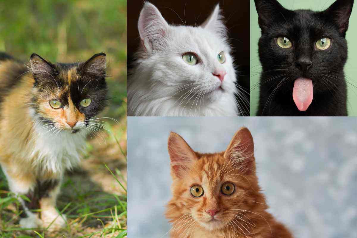 Qual è il tuo gatto preferito