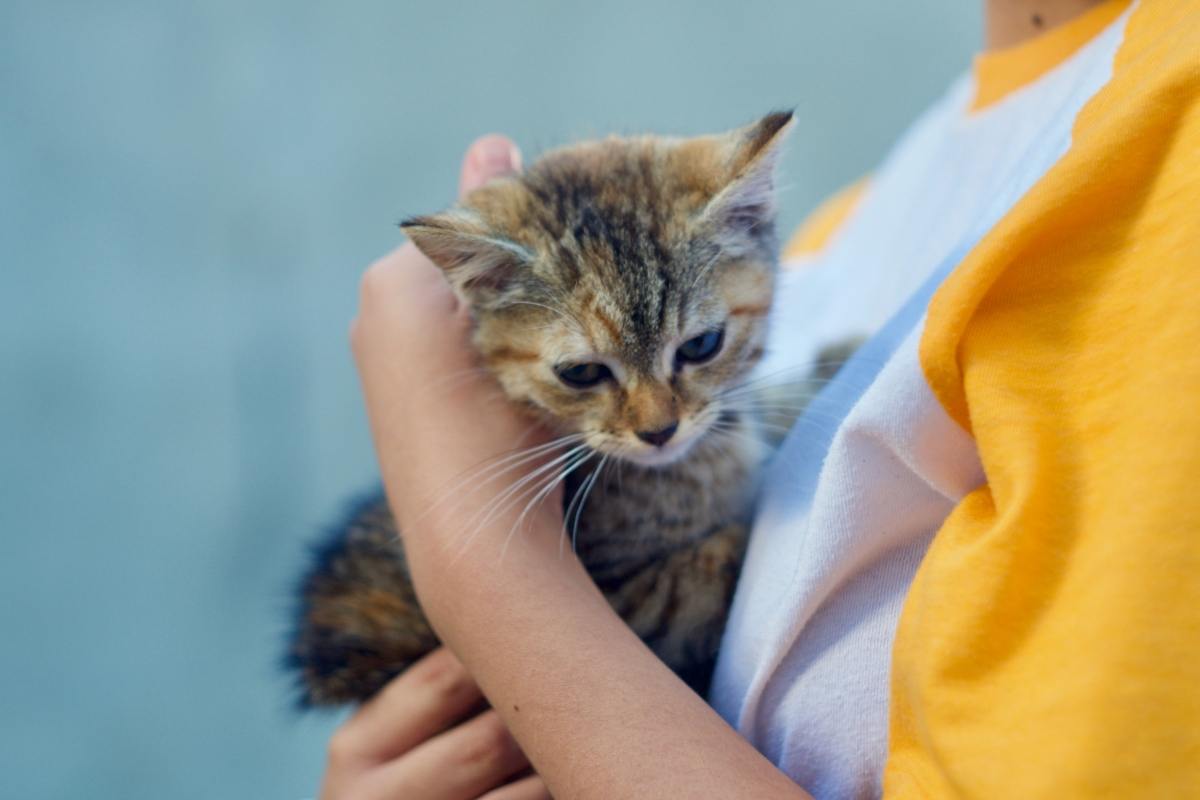 Errori da evitare con un gattino