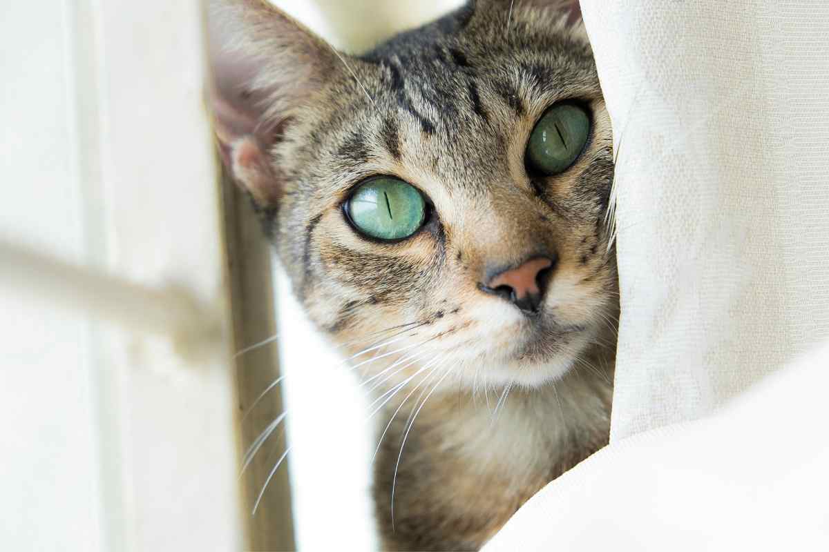 La porta è chiusa il gattino passa