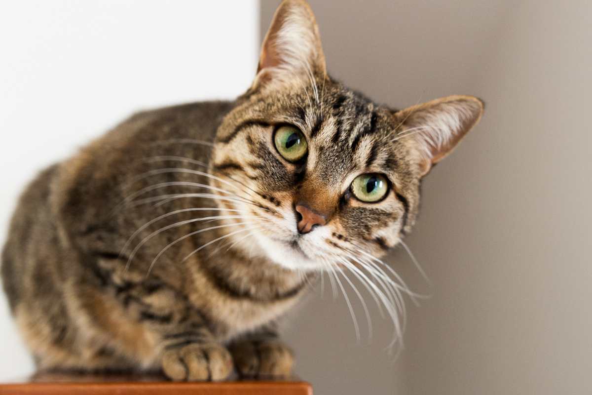 perché gatto ti fissa