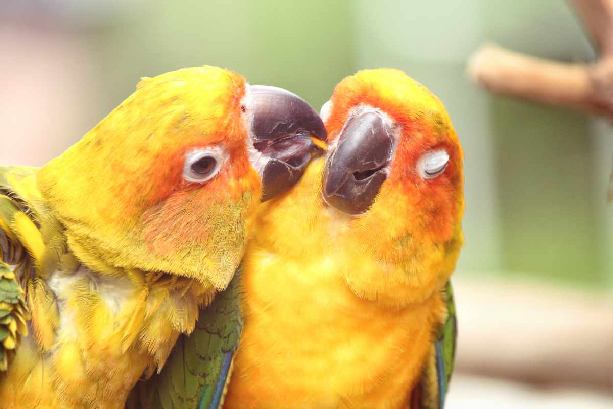 pappagalli inseparabili cosa sapere