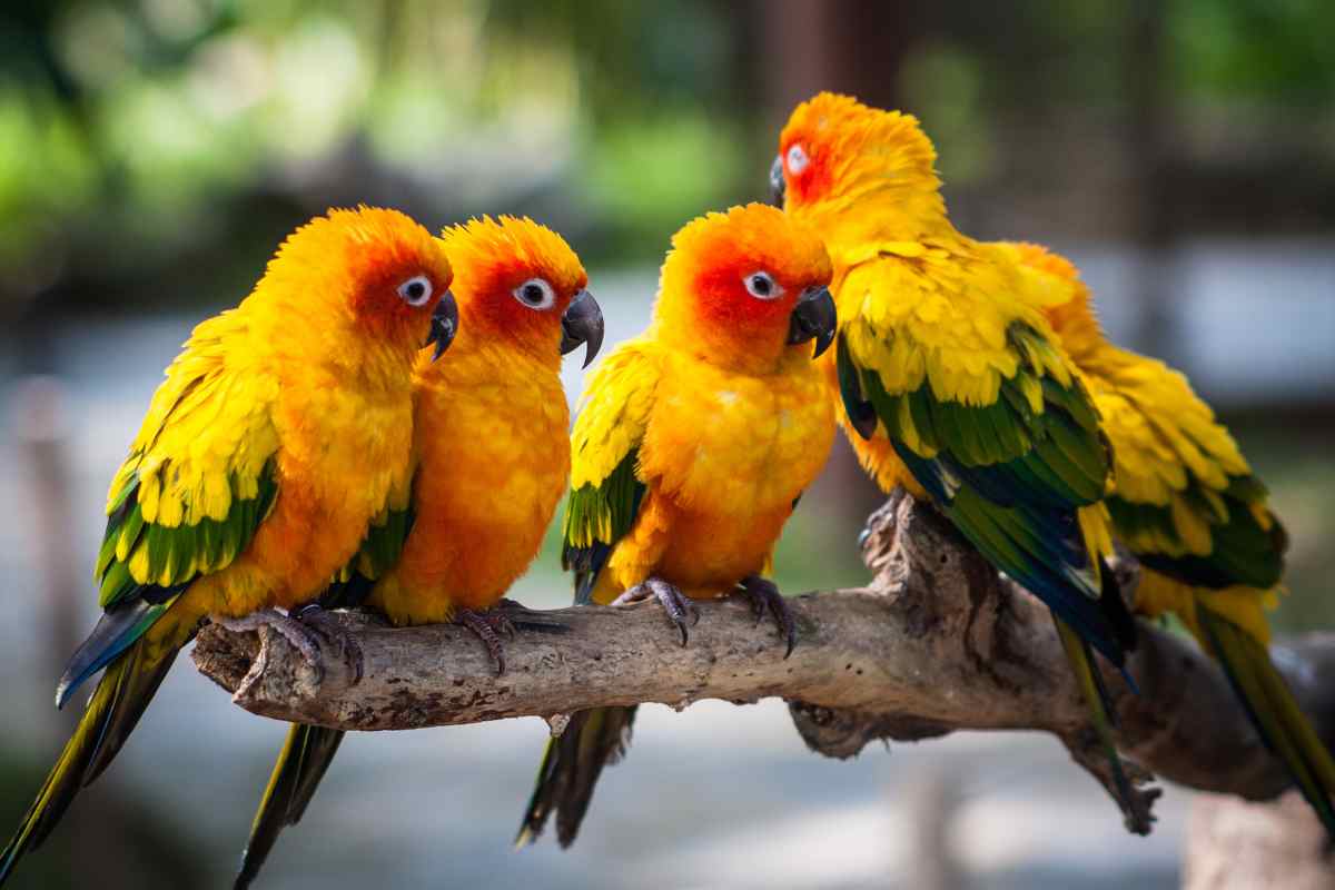 pappagalli hanno dialetti