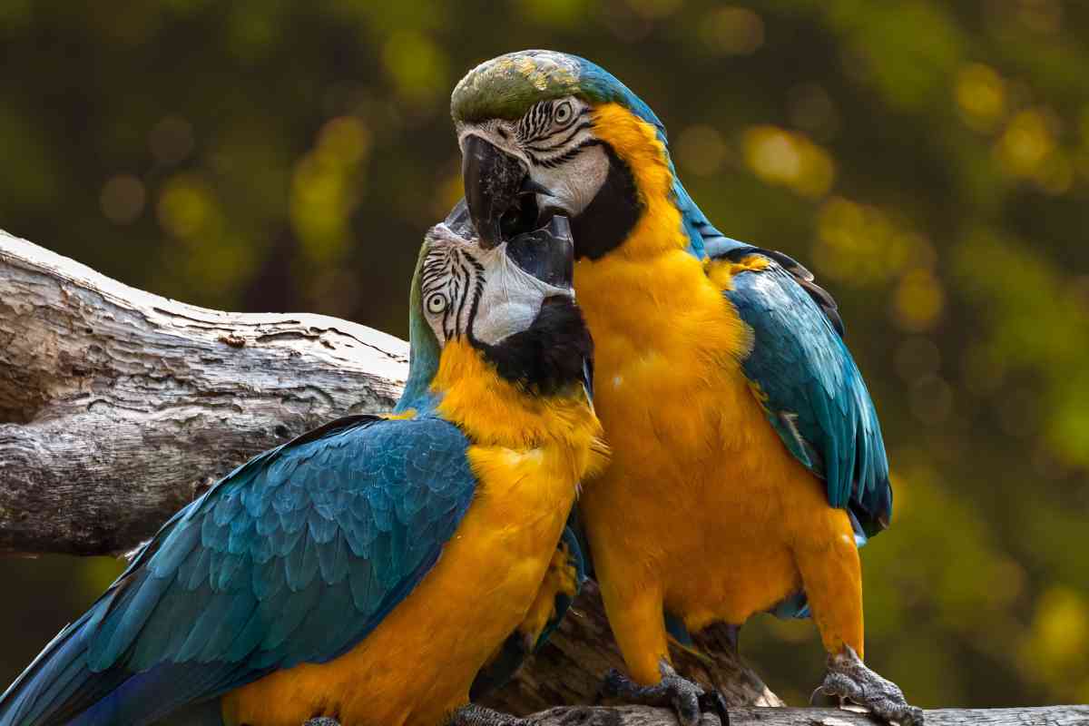 pappagalli inseparabili caratteristiche