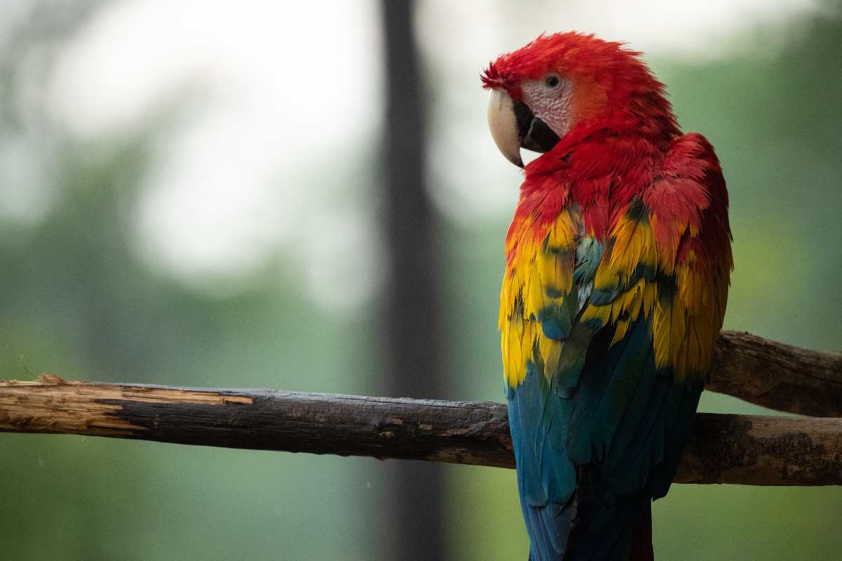 autodeplumazione pappagallo perché avviene