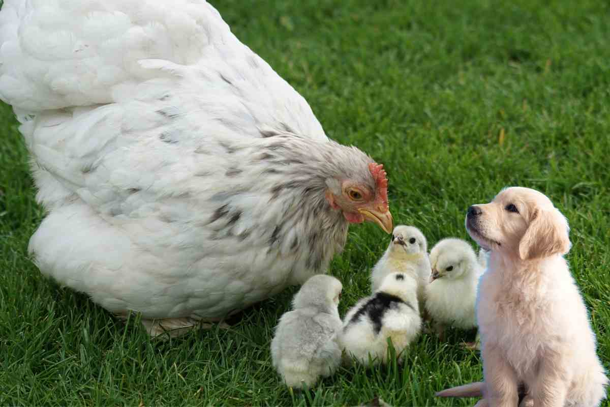 Video gallina protegge cucciolo