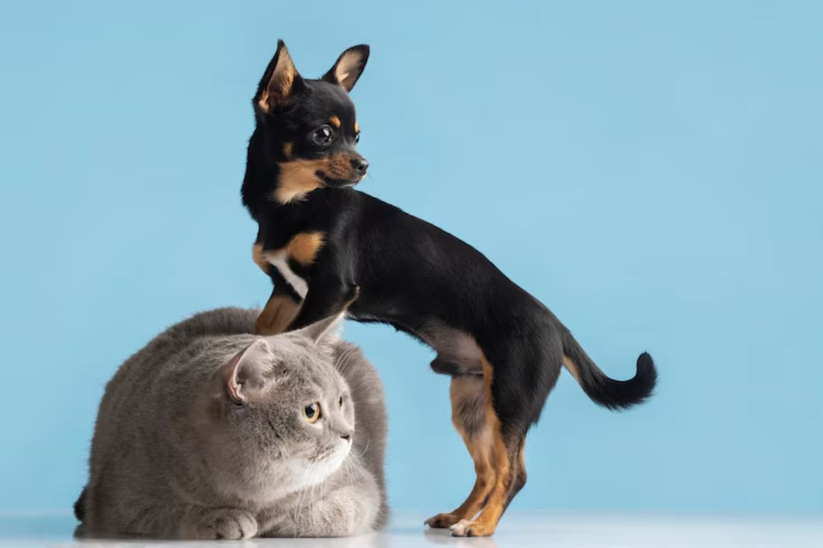 cani e gatti sintomi