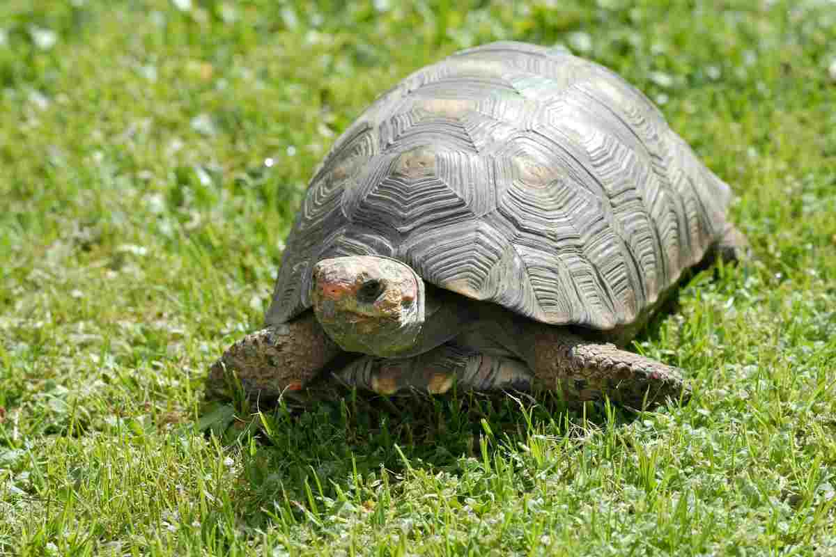 cosa non dare da mangiare alla tartaruga di terra