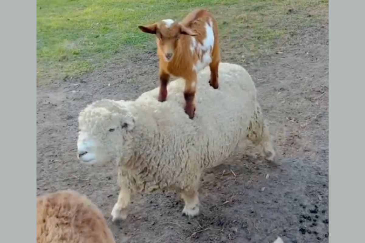 video virale sulle pecore