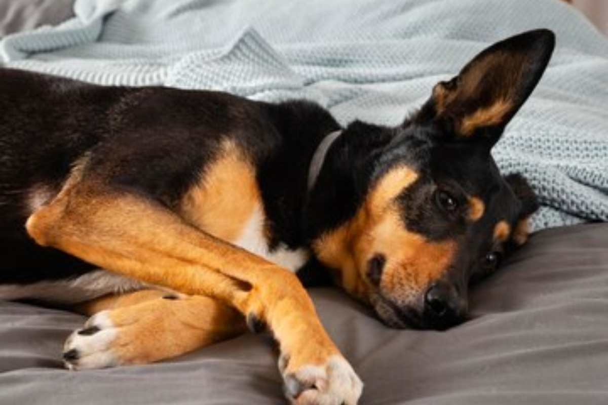 cane significato
