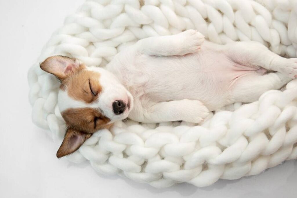 cane dorme