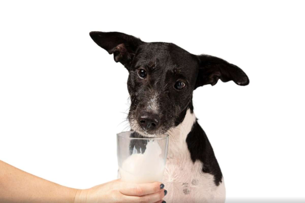 Quando un cane smette di mangiare, il primo passo è valutare il tipo di alimentazione che gli stiamo fornendo.