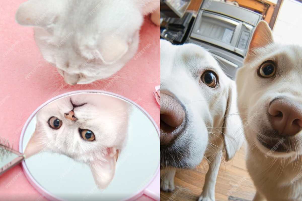 Cani e gatti specchio
