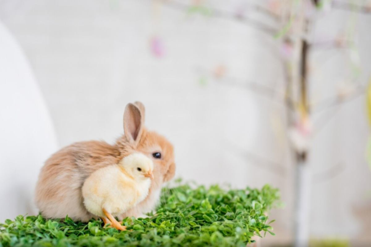 Coniglio nano