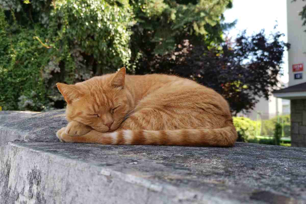 Gatto veglia sul padrone morto