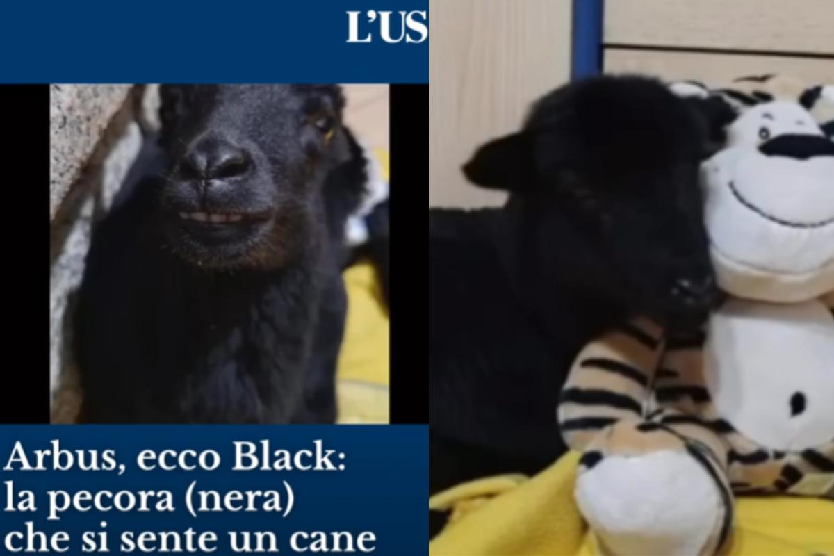 Pecora Black