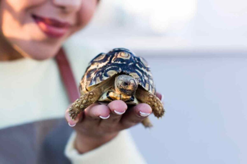 Tartarughe
