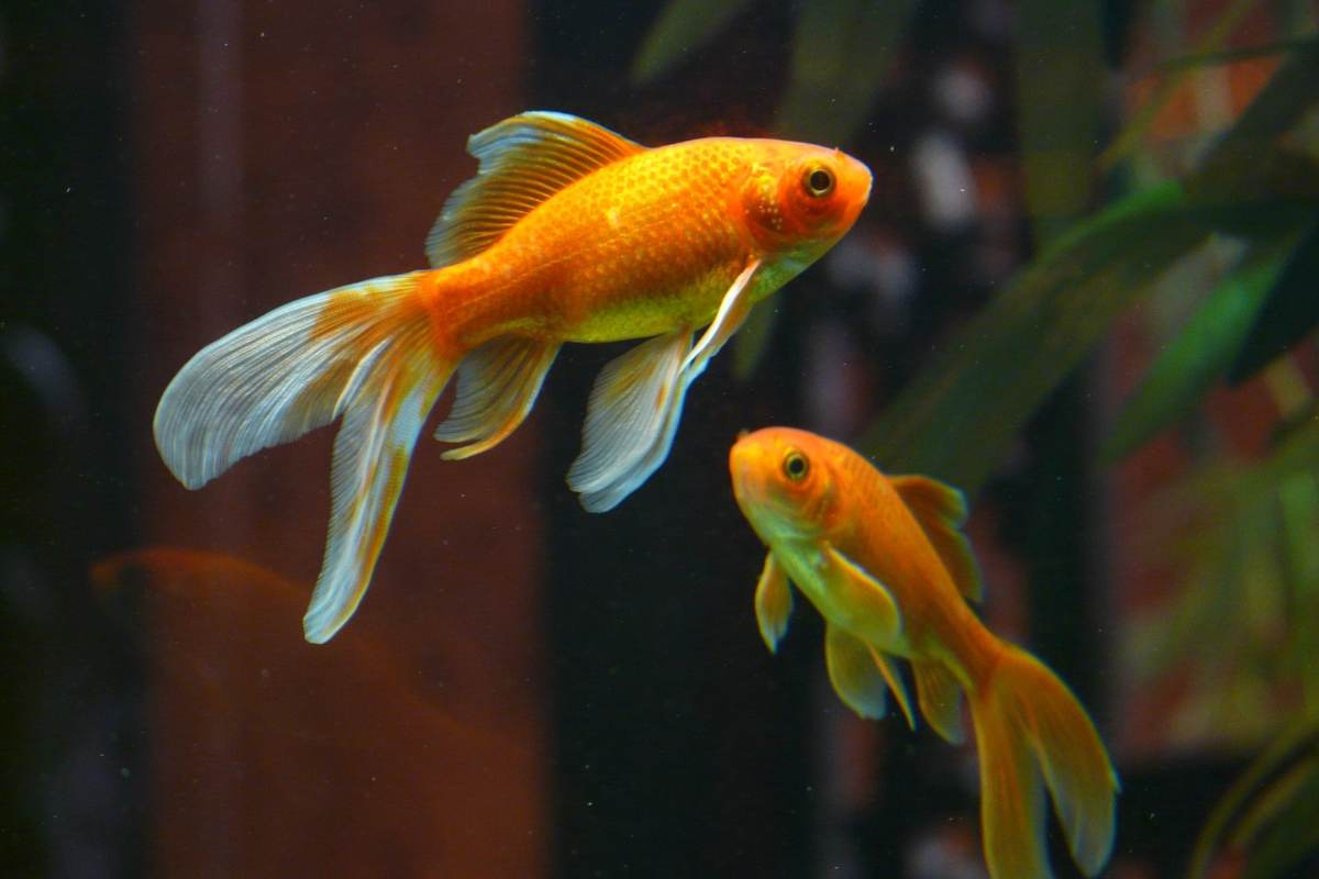 Comportamenti di un pesce malato