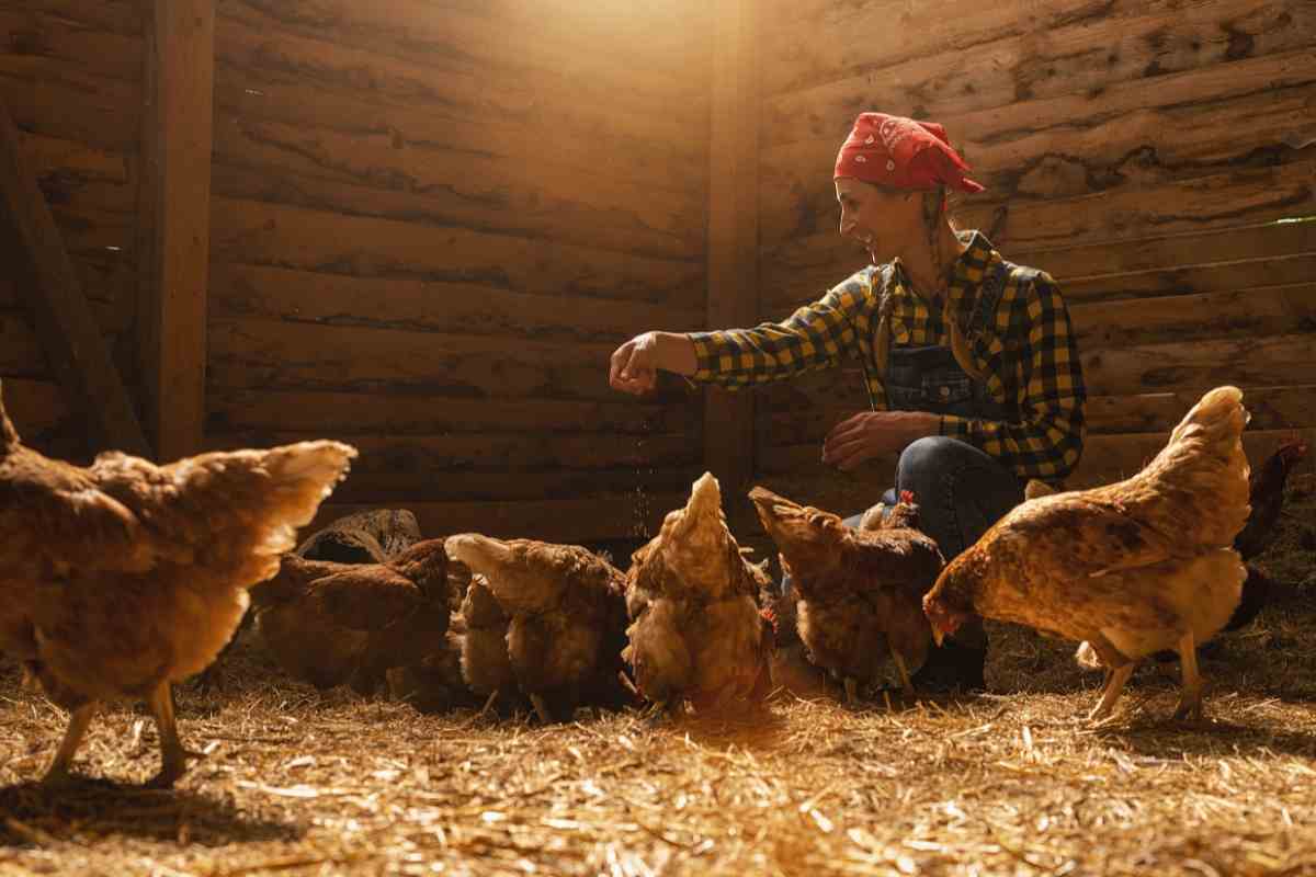 Alimentazione galline presta molta attenzione