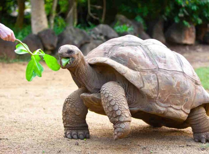 Quante volte mangia la tartaruga