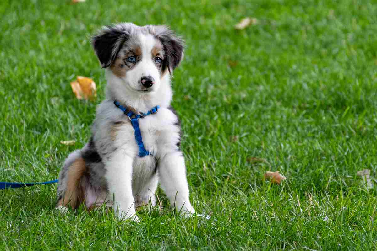 assegno mantenimento cani