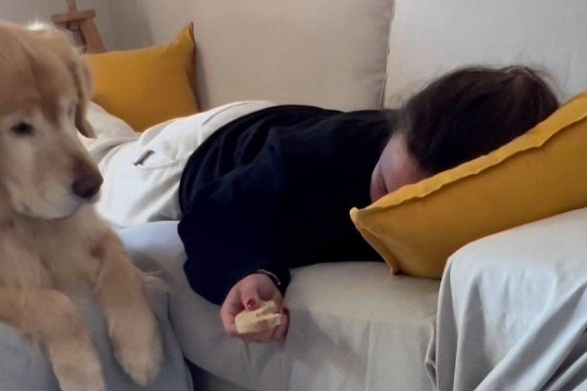 il cane ruba la fetta di pane