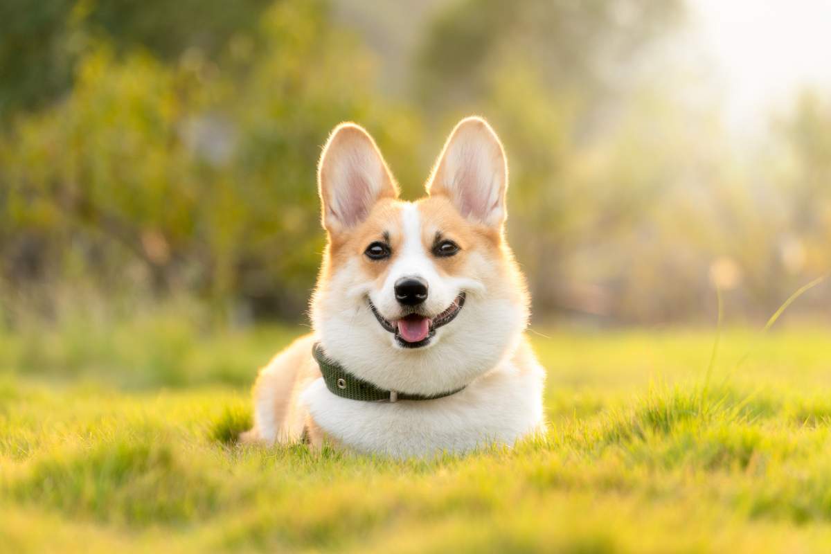 assegno mantenimento cani cosa dice legge