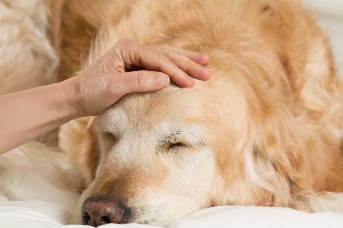 come capire se cane sta male