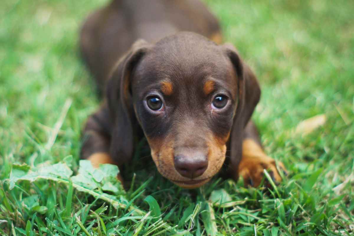 assegno mantenimento animali domestici