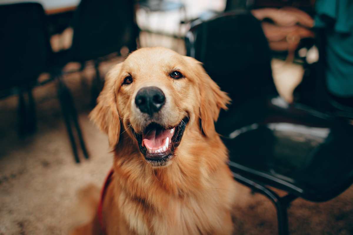come capire se cane è in calore