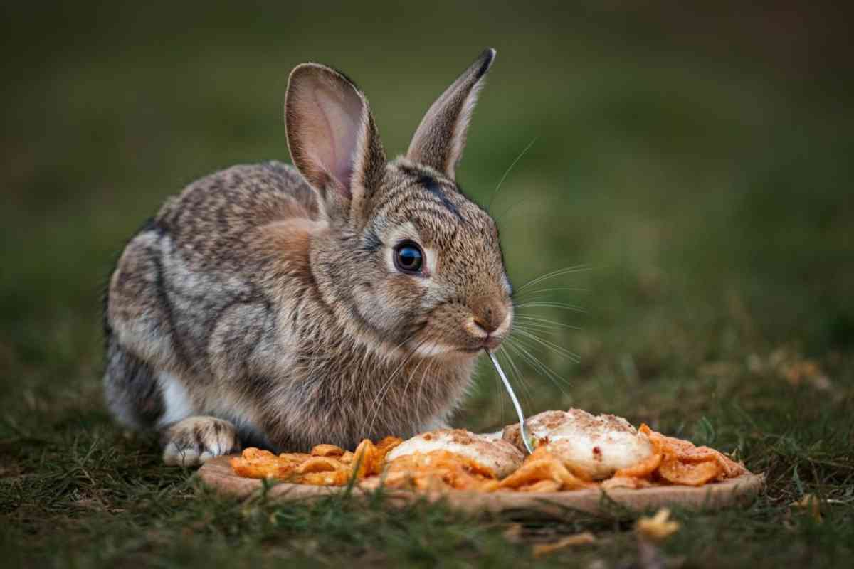 i cibi pericolosi per i conigli