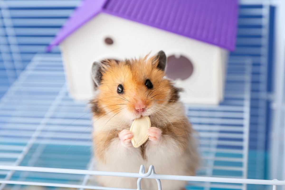 come far vivere bene il criceto