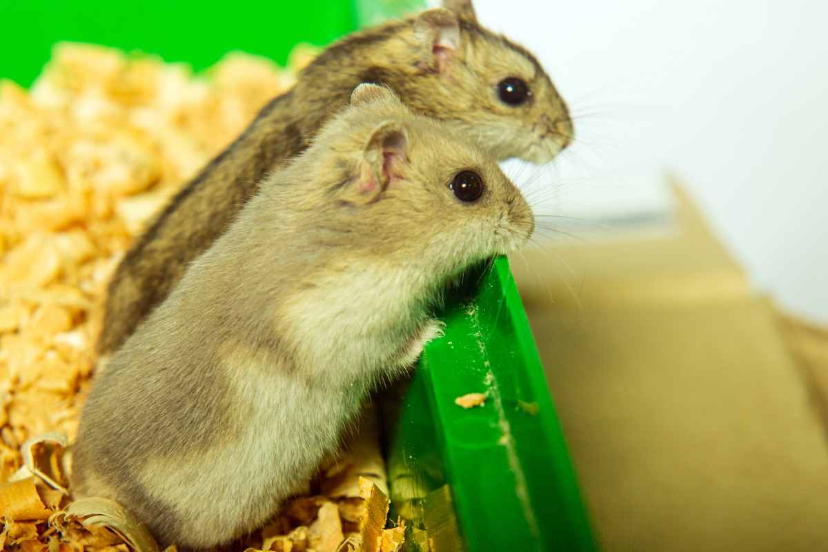 criceti si possono mettere insieme