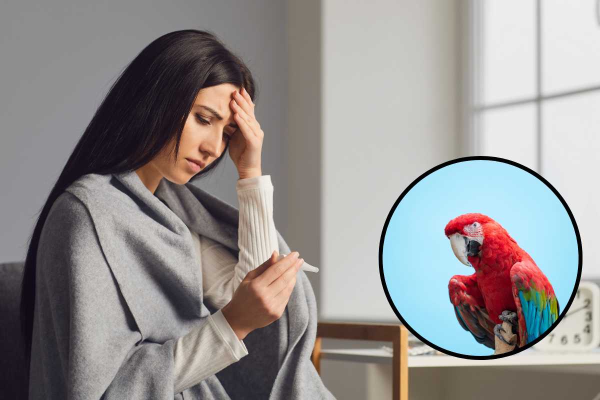sintomi Psittarosi