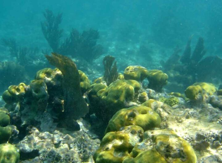 Scoperta nuova specie