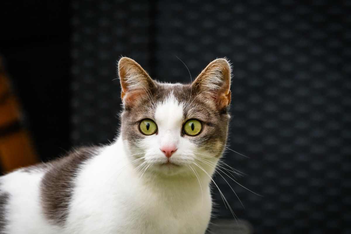 cani e gatti avvertono i terremoti?