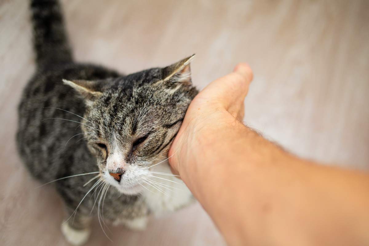 perché gatto alza coda quando lo accarezzi