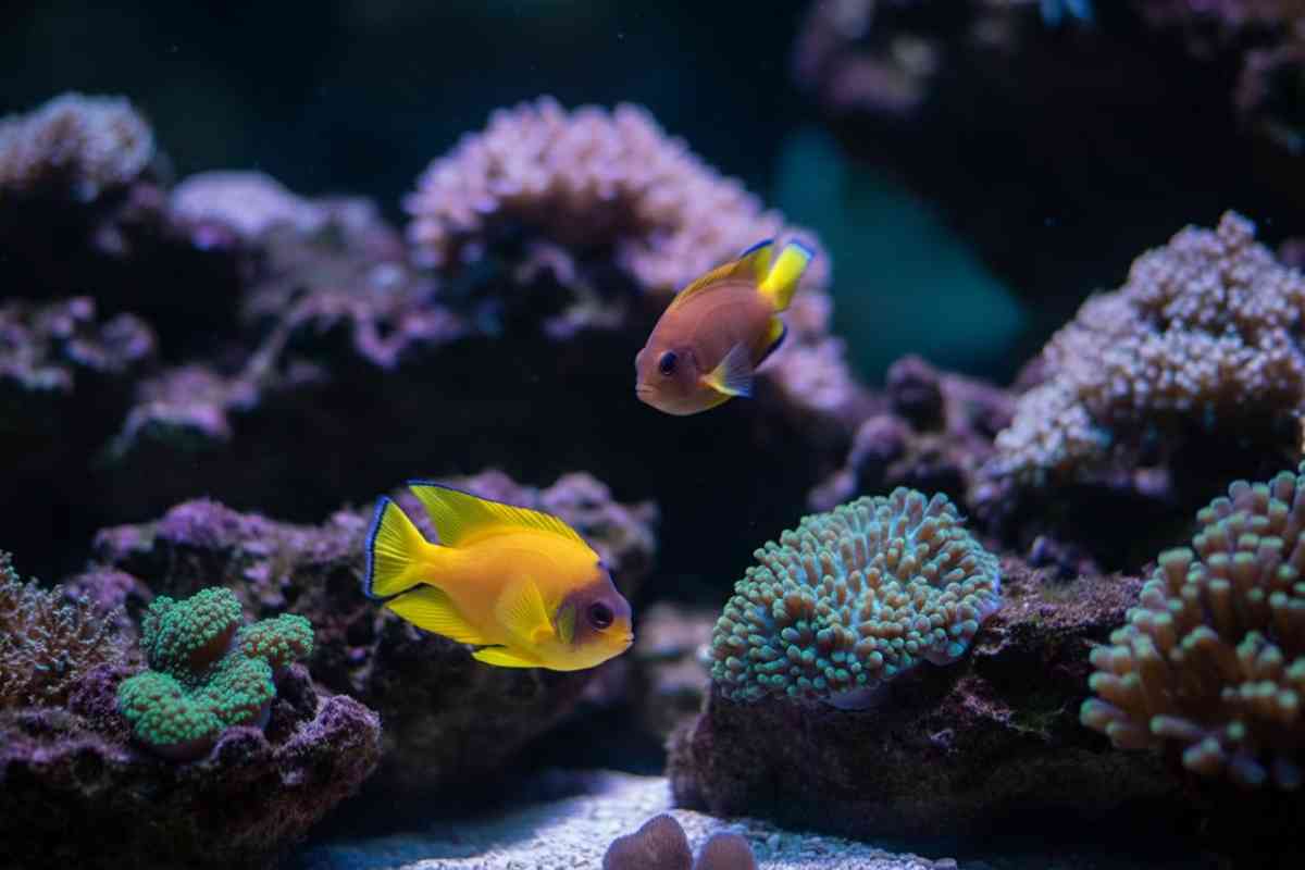 tutto sui pesci pomacantidi