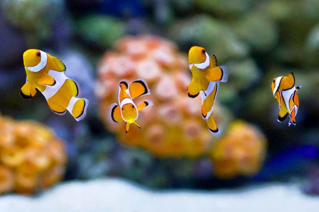 Pesce malato in acquario