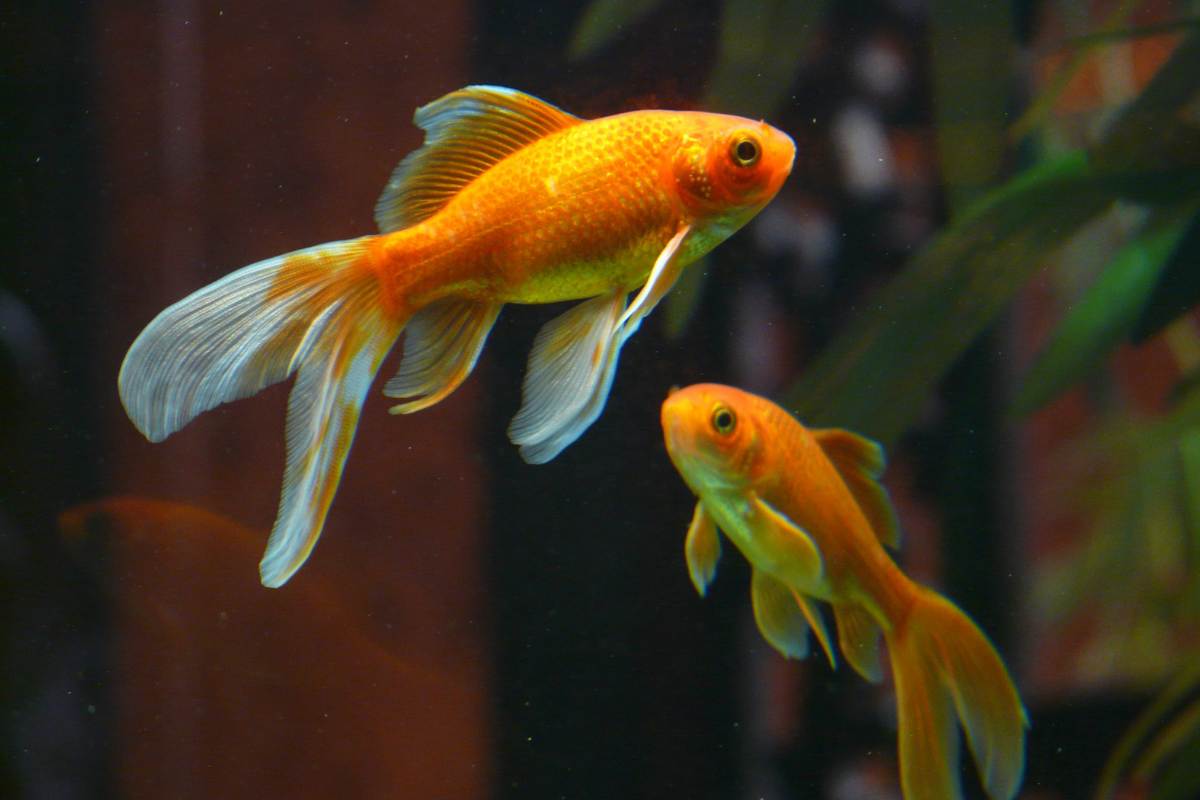 pesci rossi quanto e come crescono